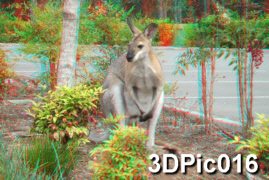 Kangaroo Close Up Wallaby Portrait 3D Anaglyph
